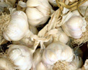 garlic